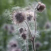 ** :: Зоя Мишина