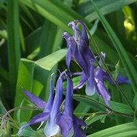 Аквилегия :: Freddy 97