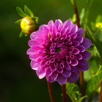 Пора георгинов :: Юрий. Шмаков