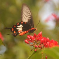 Парусник :: kolyeretka 