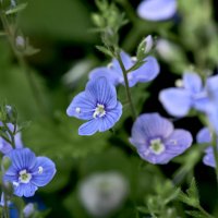 Лесные цветочки :: Борис Устюжанин