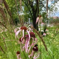 Цветок :: Svetlana 