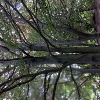 Красивая крона :: Svetlana 