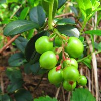 Зелёная гроздь брусники :: Андрей Снегерёв