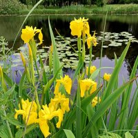 У реки... :: Мария Васильева