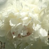 Белый пион и ... :: Владимир Павлов