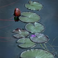 25 июня :: Михаил Бибичков