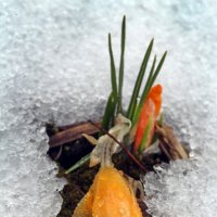 13 апреля :: Михаил Бибичков