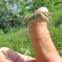 Ручной ручйник :: Александр Чеботарь