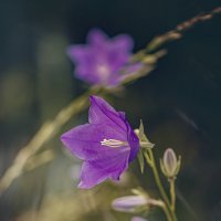 * :: Svetlana Galvez