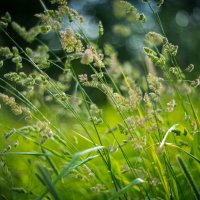 Какая-то трава :: Олег Дорошенко Какая-то трава :: Олег Дорошенко