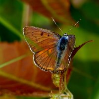 и снова бабочки 2 :: Александр Прокудин и снова бабочки 2 :: Александр Прокудин