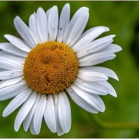 Городские цветы :: Aquarius - Сергей Городские цветы :: Aquarius - Сергей