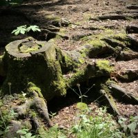 Древо в древе. :: Любовь 