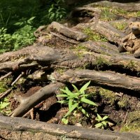 Мой Спецкор на природе) :: Любовь 