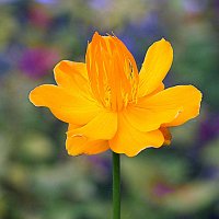 они на радость нам даны :: Олег Лукьянов