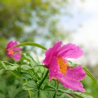 Дикий пион... :: Ирина *