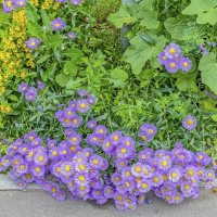 Эригерон :: Валерий Иванович