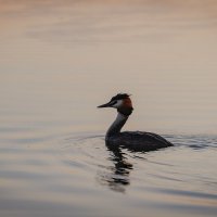 Чомга на озере. :: Вадим Басов
