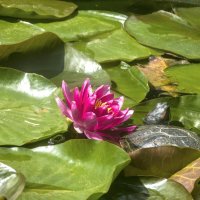 Розовая лилия и черепашка :: Валентин Семчишин