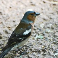 Москва. Нескучный сад. :: Наташа *****