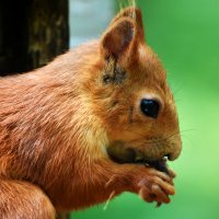 Москва. Белки Нескучного сада. :: Наташа ***** Москва. Белки Нескучного сада. :: Наташа *****