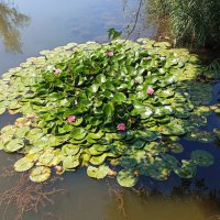 Островок лотоса :: Константин Штарк