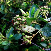 Арония растёт :: Людмила Смородинская