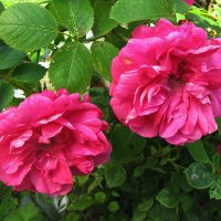 Красавицы :: Людмила Смородинская Красавицы :: Людмила Смородинская