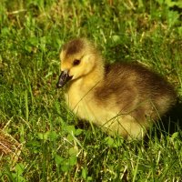 На солнышке :: Юрий. Шмаков