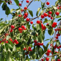 Зреет вишня :: Татьяна Машошина Зреет вишня :: Татьяна Машошина