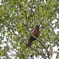 В гости прилетел :: Татьяна Лютаева