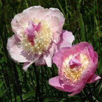 Пионы :: Рита Симонова