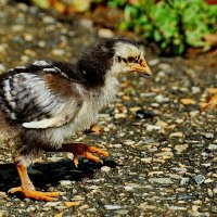 Новое поколение... :: Николай Саржанов