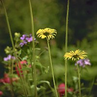 Этюд с цветами :: Владимир Кроливец Этюд с цветами :: Владимир Кроливец