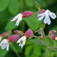 Смолевка (дрёма белая) :: Светлана Смолевка (дрёма белая) :: Светлана