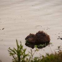 Ондатра :: Вадим Басов