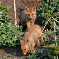 Лисята :: Геннадий Ячменев