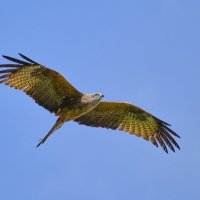 Черный коршун :: Александр 