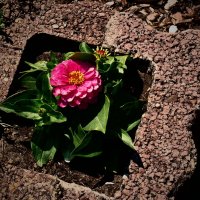 Летние этюды 43 :: Алексей Кузнецов