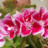 Герань :: Freddy 97