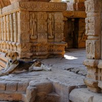 Новый охранник  храма :: Георгий А