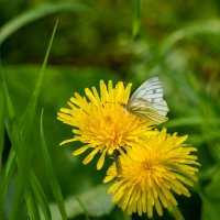 Бабочка на одуванчике... :: Николай Гирш