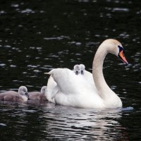 *** :: Владимир Безбородов *** :: Владимир Безбородов