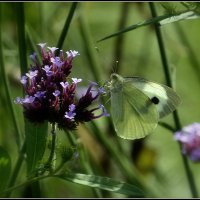 Как прекрасен этот Мир :: Aleksandr Gal Как прекрасен этот Мир :: Aleksandr Gal