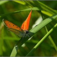 С Червончиком... :: Aleksandr Gal