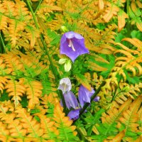 Лесной натюрморт :: Андрей Снегерёв Лесной натюрморт :: Андрей Снегерёв