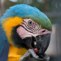 трапеза :: Всеволод 