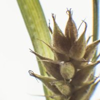 Травы Владимирской области Осока :: Николай Чичерин Травы Владимирской области Осока :: Николай Чичерин