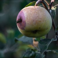 Сладкое яблоко :: Александр Тарноградский Сладкое яблоко :: Александр Тарноградский